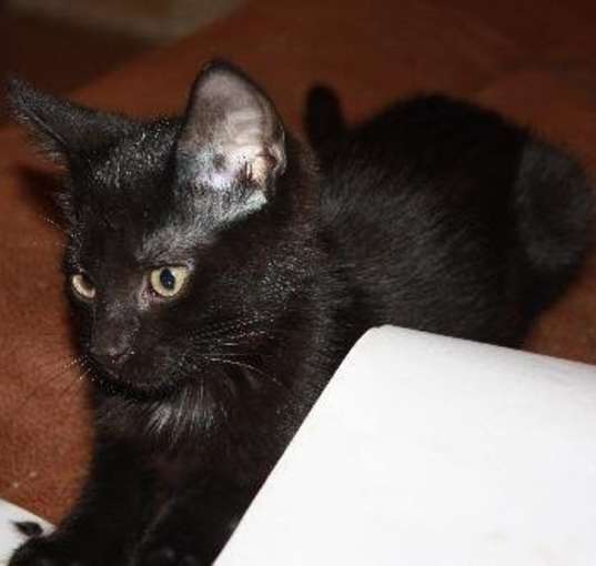 Photo of Merlot