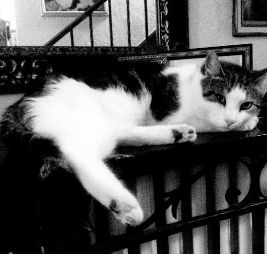 Photo of Buddy/ Dog alike CAT