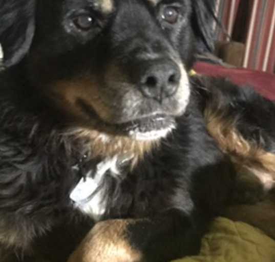 Photo of Rocco