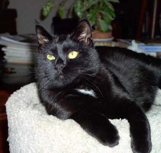 Photo of Vlad the lap cat