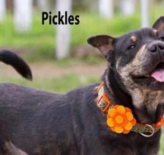 Photo of Pickles