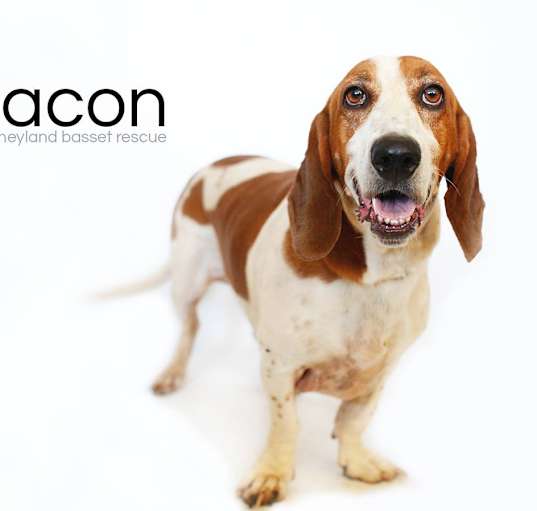 Photo of Bacon Diego