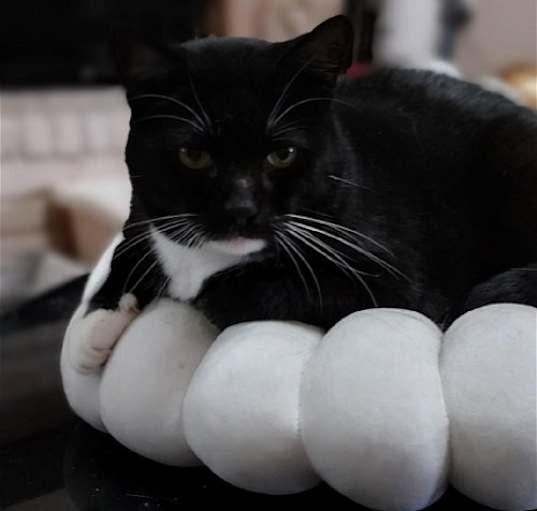 Photo of Tucker