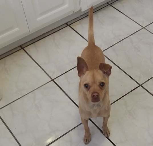 Photo of Brownie