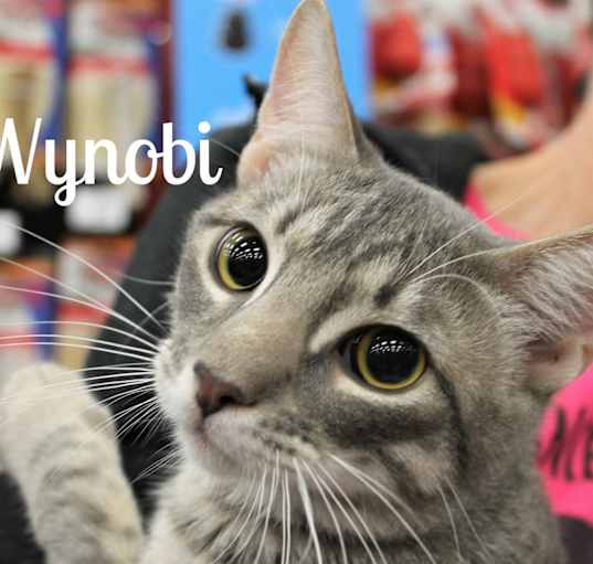 Photo of Wynobi