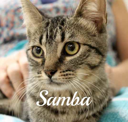 Photo of Samba