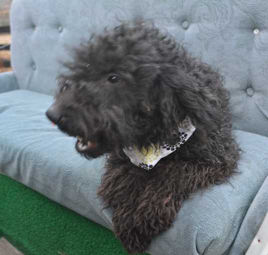 Photo of Beezus