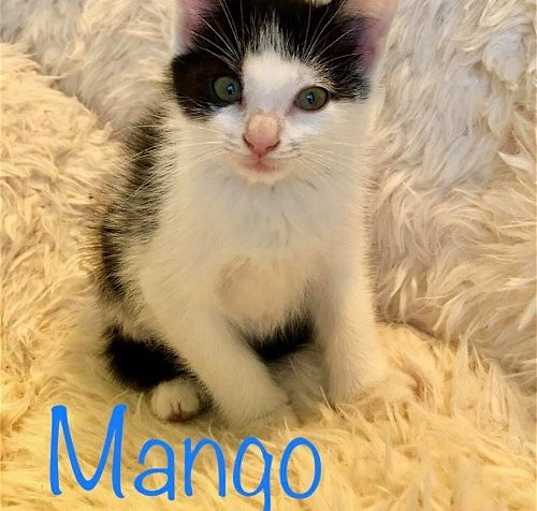 Photo of Mango