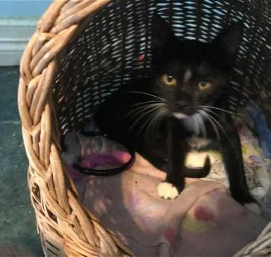 Photo of ROXIE