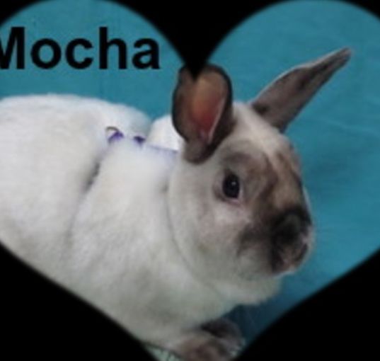 Photo of Mocha