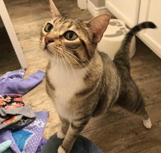 Photo of Boots 