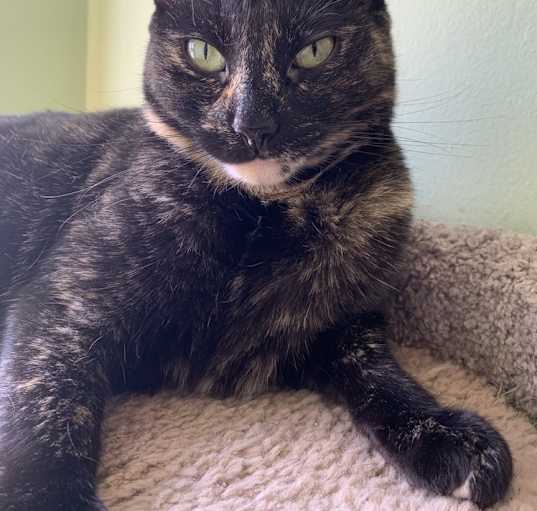 Photo of Scarlet