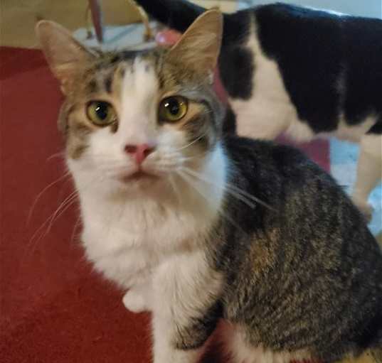 Photo of Frankie-Courtesy Post!