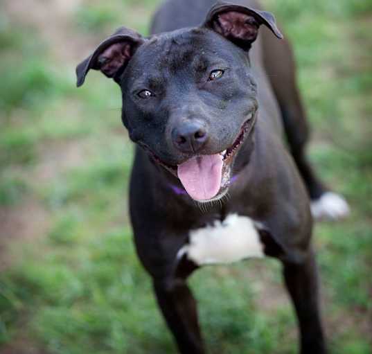 Photo of Sheba