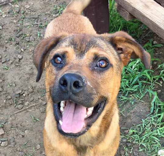 Photo of Hercules-URGENT