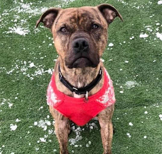 Photo of Atlas