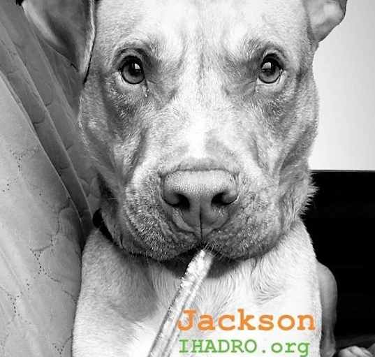 Photo of Jackson