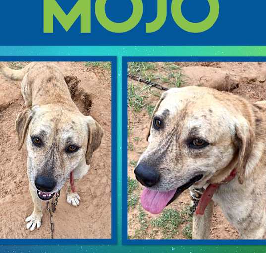 Photo of MoJo