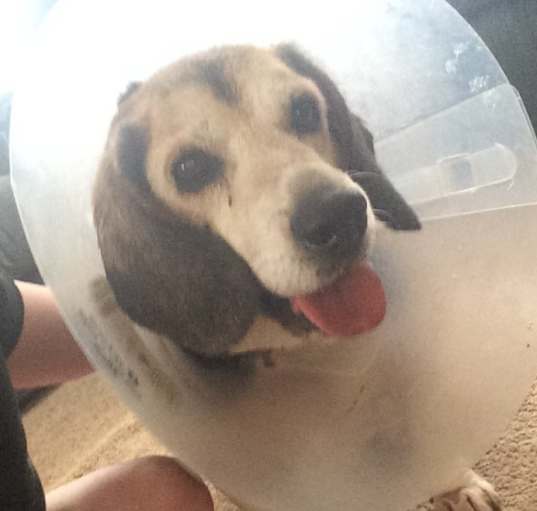 Photo of Buddy