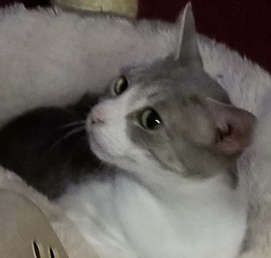 Photo of Mona