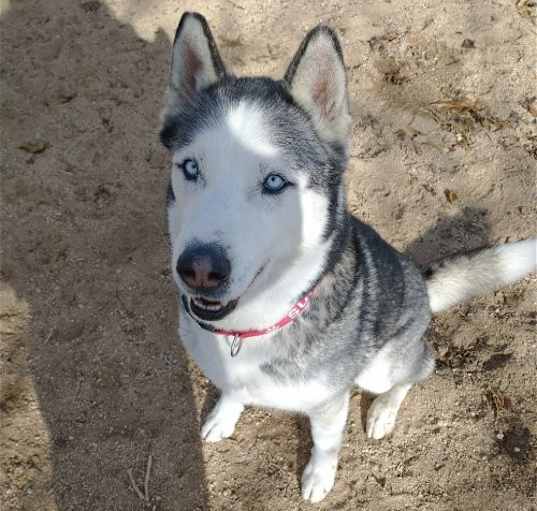 Photo of Niko ( pretty blue eyes)