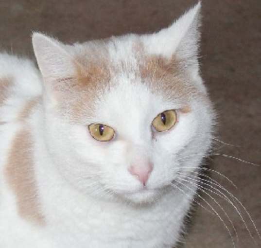 Photo of Laker