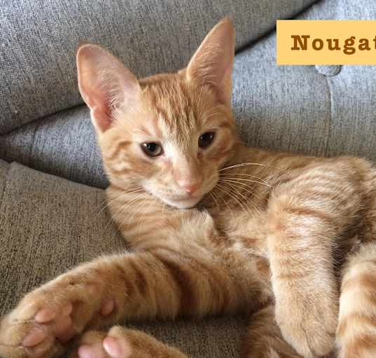Photo of Nougat