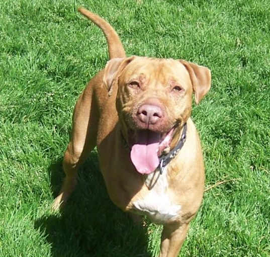 Photo of Buster