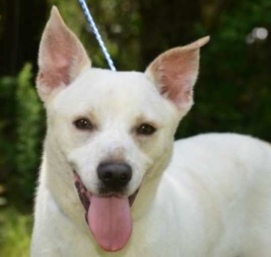 Photo of Chato