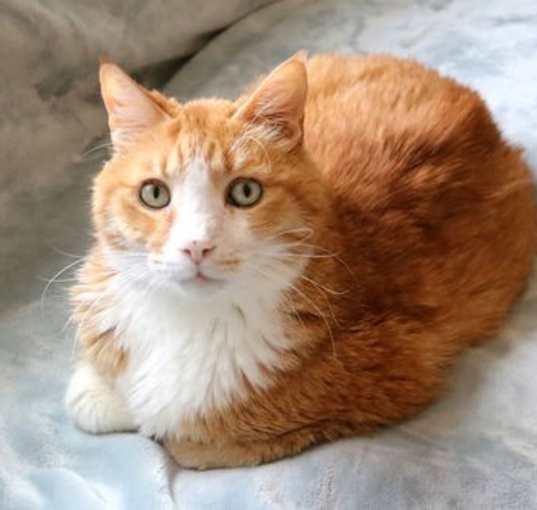 Photo of Bogart