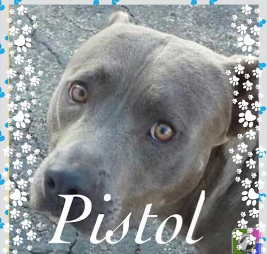 Photo of Pistol