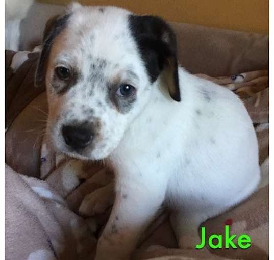 Photo of Jake