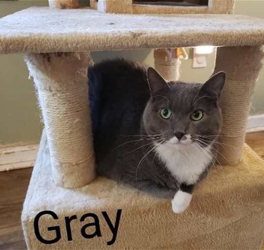 Photo of Gray