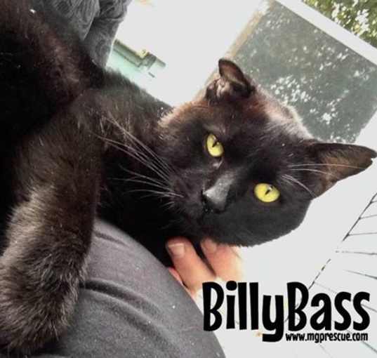 Photo of BillyBass