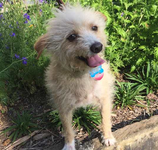 Photo of Scooter