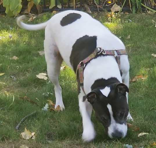 Photo of Moo Moo