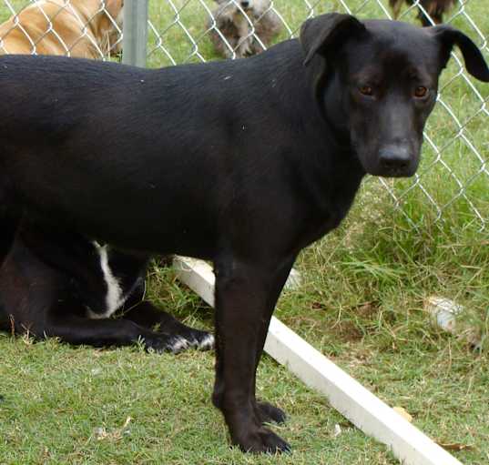 Photo of Willow