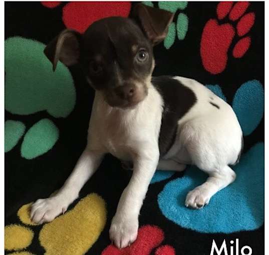 Photo of Milo