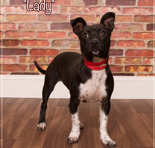 Photo of Lady
