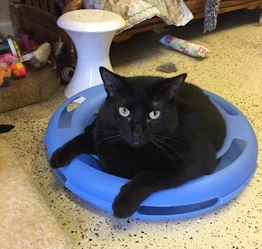 Photo of Midknight