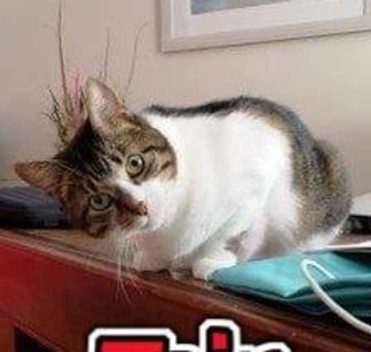 Photo of Fair the anti-cat cat