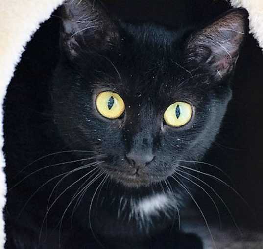Photo of Pita