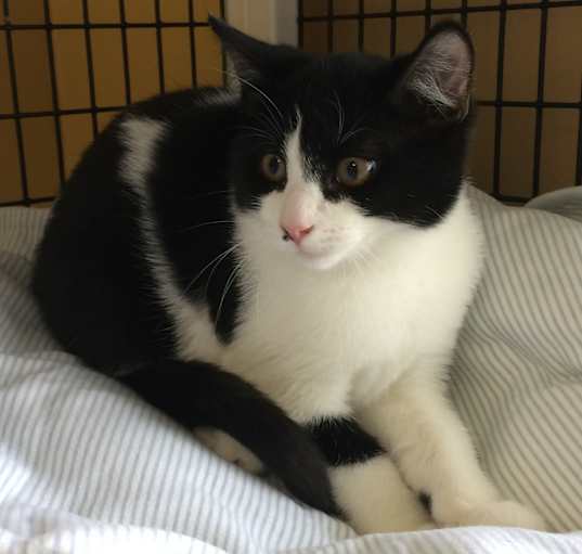 Photo of Oreo