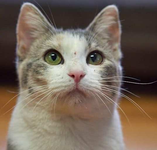 Photo of Snickers