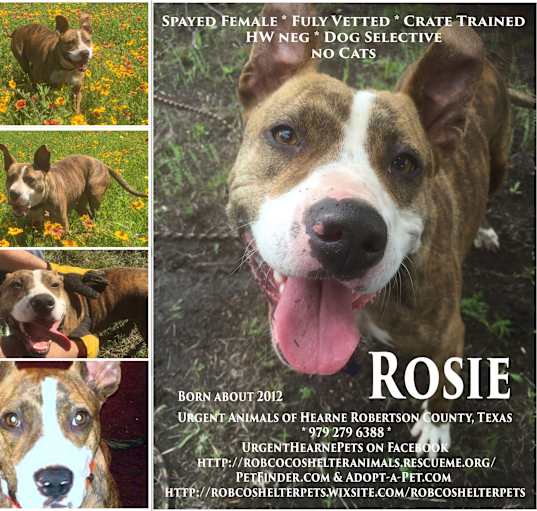 Photo of Rosie