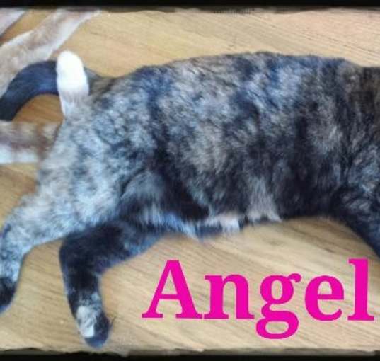 Photo of Angel (Courtesy Posting)