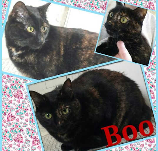 Photo of Boo (Courtesy Posting)
