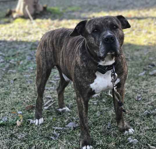 Photo of Grendel 