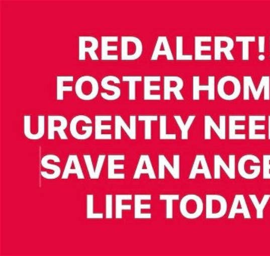 Photo of FOSTER HOMES NEEDED