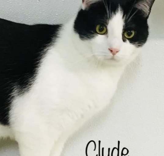 Photo of Clyde